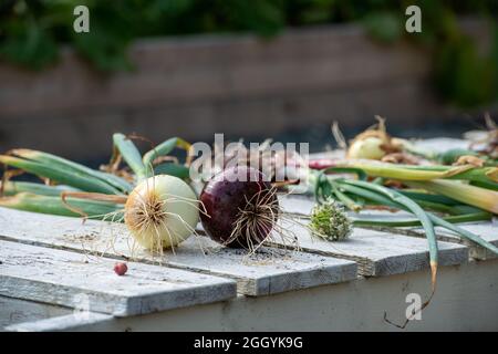 Fresh red onion, sweet white onion, and yellow onion vegetables were harvested and sitting on a grey wooden table in the sun. Stock Photo