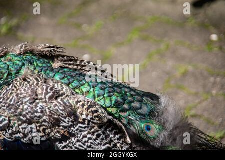 blue peacock rooster struts around Stock Photo
