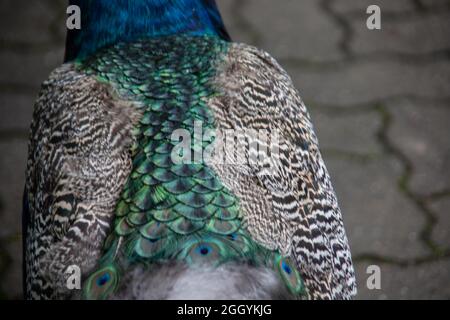 blue peacock rooster struts around Stock Photo