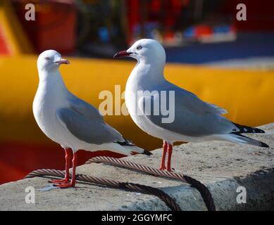 Two silver gull birds or seagulls with red beaks and legs standing on a stone dock near Salamanca Wharf in Hobart Stock Photo
