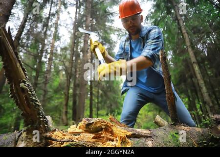 Male worker with ax chopping a tree in the forest. Stock Photo