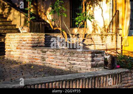 Three cute street cats at the monastery in Tbilisi Georgia enjoying sunrise Stock Photo