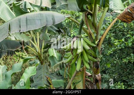 Bunch of green bananas in banana tree. Stock Photo
