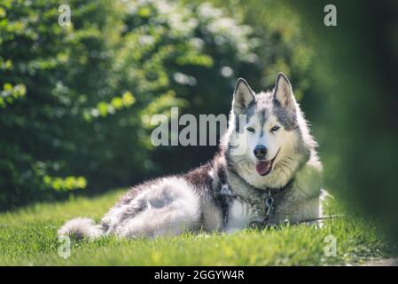 Portrait of a Husky dog laying on a grass Stock Photo
