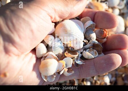 Seashells on the sea in hand Stock Photo