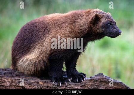 Wolverine in captivity at  ZSL Whipsnade Zoo Stock Photo