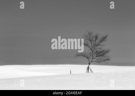 A solitary silver birch tree stands in a snowy landscape Stock Photo