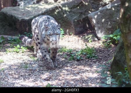 Snow leopard, Irbis walking, rock in the background Stock Photo