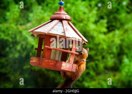 WILD ANIMALS: Red Squirrel  (lat: Sciurus vulgaris) on hanging birdfeeder Stock Photo