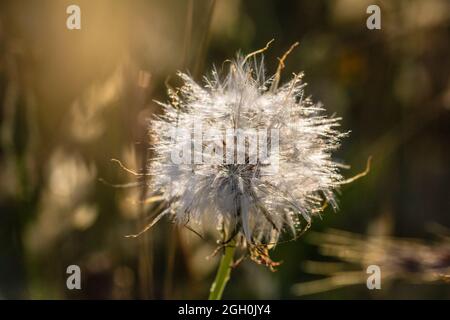A dandelion seed head sitting in the evening sunlight in the vegetation of Thetford Forest, Suffolk Stock Photo