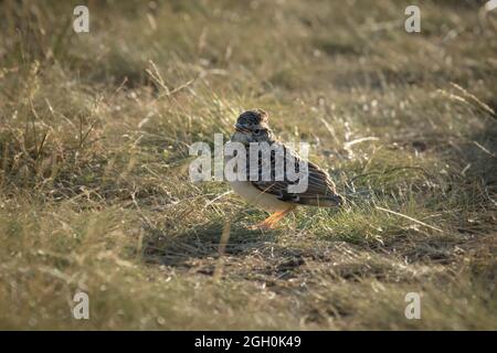 A baby skylark waits patiently for its parents in the grassland of Cavenham Heath in Suffolk Stock Photo
