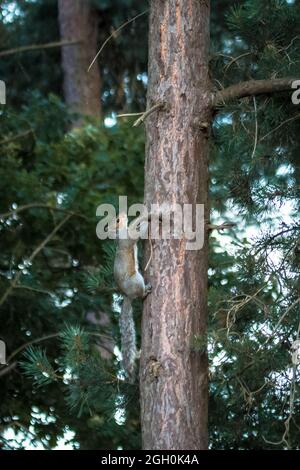 A grey squirrel (Sciurus carolinensis) climbs up a pine tree near to Lackford Lakes in Suffolk