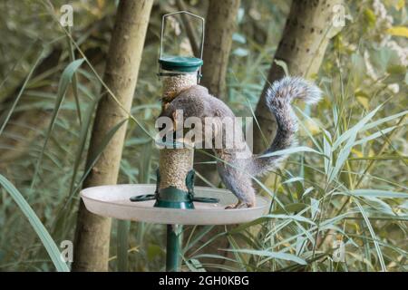 The grey squirrel (Sciurus carolinensis) tries to work out how to get the bird food out of the feeder at Wicken Fen Stock Photo