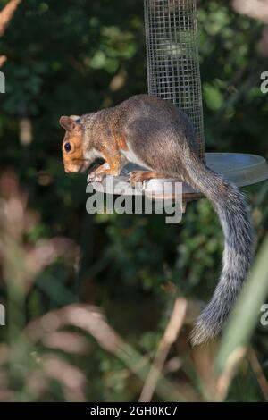 The grey squirrel (Sciurus carolinensis) sits on a peanut feeder at Wicken Fen in Cambridgeshire Stock Photo