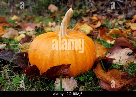Autumn composition. Fall season. Pumpkin on rustic background. Mabon, Halloween. Stock Photo