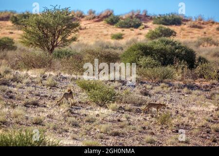 Two young Cheetahs walking in desert in Kgalagadi transfrontier park, South Africa ; Specie Acinonyx jubatus family of Felidae Stock Photo