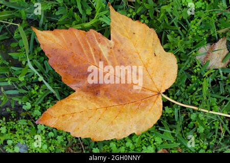 Autumn maple leaf. Autumn leaf on the grass. Theme of autumn Stock Photo