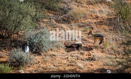 Honey badger, Black backed jackal and Pale Chanting-Goshawk in hunting in Kgalagadi transfrontier park, South Africa Stock Photo
