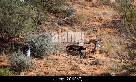 Honey badger, Black backed jackal and Pale Chanting-Goshawk in hunting in Kgalagadi transfrontier park, South Africa Stock Photo