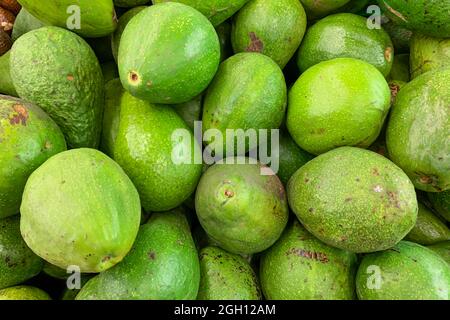 Green avocados in the supermarket, for background Stock Photo