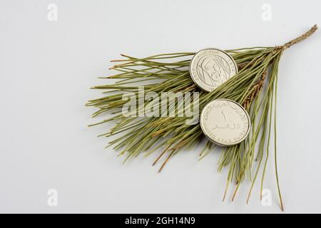 UAE 1 Dirham Coins on pine needles isolated on white background, year of Zayed 2018. Stock Photo