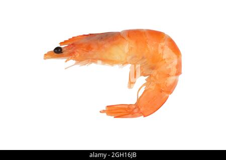 Red argentine shrimp isolated on white background. Large tiger shrimp isolated. Stock Photo