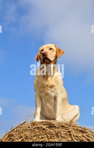 golden retriever in the field Stock Photo