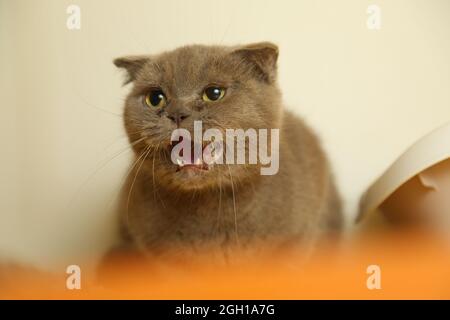 A lazy fat scottish fold cat is lying asleep. unhealthy cat. Stock Photo