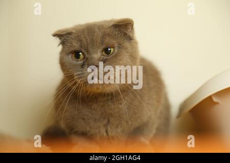 A lazy fat scottish fold cat is lying asleep. unhealthy cat. Stock Photo