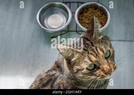 Portrait of a cat on a gray floor with water and dry food close up Stock Photo
