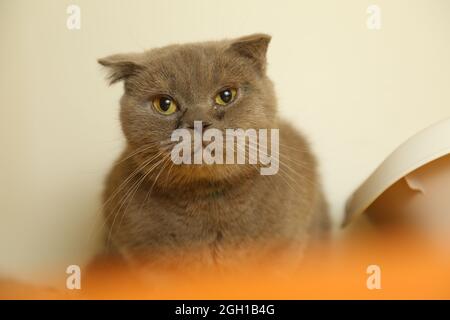 A lazy fat scottish fold cat is lying asleep. unhealthy cat. Stock Photo