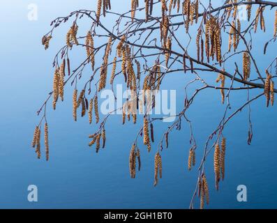 Alder catkins hanging from tree branch Stock Photo