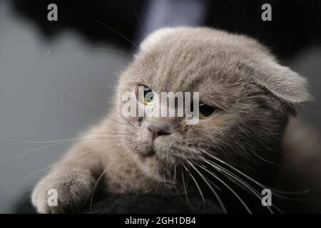 A lazy fat scottish fold cat is lying asleep. unhealthy cat. Stock Photo