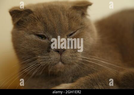 A lazy fat scottish fold cat is lying asleep. unhealthy cat. Stock Photo