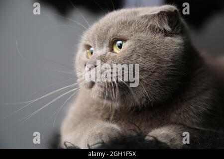 A lazy fat scottish fold cat is lying asleep. unhealthy cat. Stock Photo