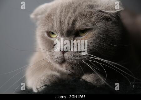 A lazy fat scottish fold cat is lying asleep. unhealthy cat. Stock Photo
