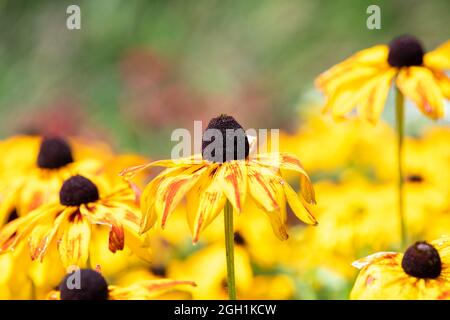 Black-eyed Susan flowers in bloom with a green background Stock Photo