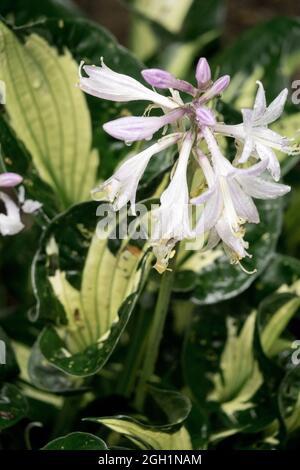 Hosta 'Whirlwind' Pale Lavender, Funnel Shape flower Stock Photo