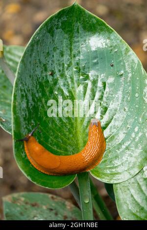 Slug on Hosta Halcyon Stock Photo