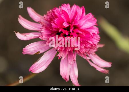 Pink flower plant Coneflower Echinacea 'Mini Belle' Stock Photo