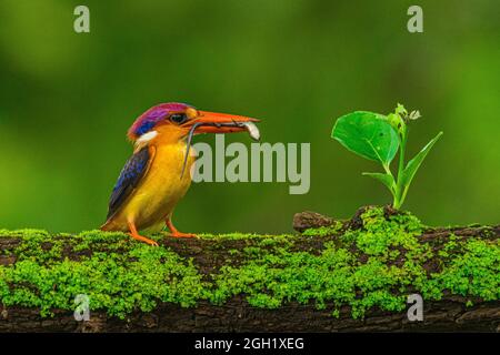 Oriental Dwarf Kingfisher Stock Photo