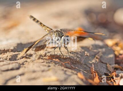 Closeup macro detail of wandering glider dragonfly Pantala flavescens perched on a stone footpath Stock Photo