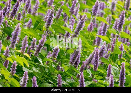 Agastache foeniculum  Anise Hyssop flowers Stock Photo