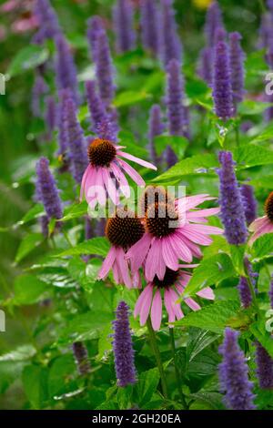 Agastache Anise Hyssop Coneflower mixed flowers in late sumer flower bed garden Stock Photo