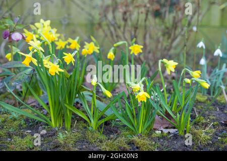 Dwarf daffodils, daffodil tete a tete, in a flowerbed in winter or spring. UK garden border Stock Photo