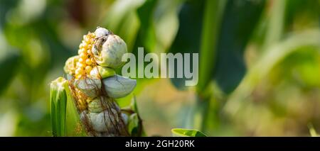 Corn smut. Ustilago maydis disease. Corn cob infected with corn smut, corn illness reduce yield in agriculture Stock Photo