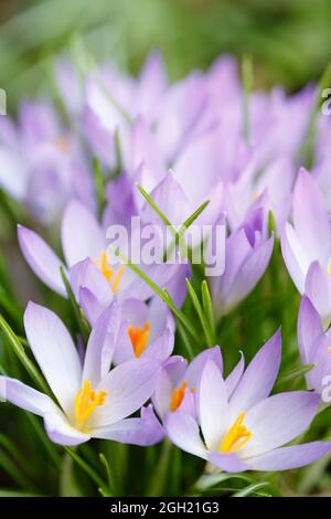 Crocus flowers, early spring purple crocuses in blossom in a garden, UK Stock Photo