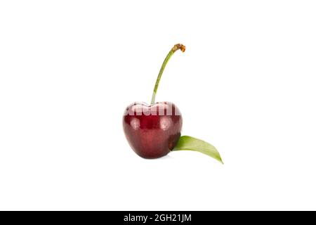 A solitary fresh cherry with green stalk and leaf closed up. Isolated on white background. Stock Photo