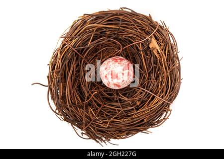 A bird nest with one small spotted pink and white egg. Stock Photo