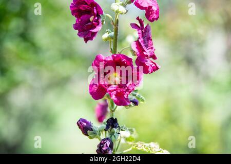 Hollyhock (Alcea) flower with green blurred background Stock Photo